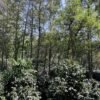 Neria2 MEXIKO im Grossbrief